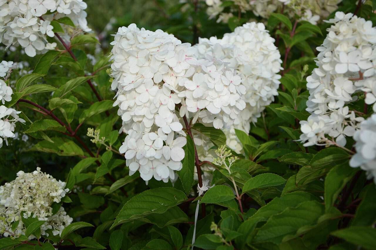 hydrangeas