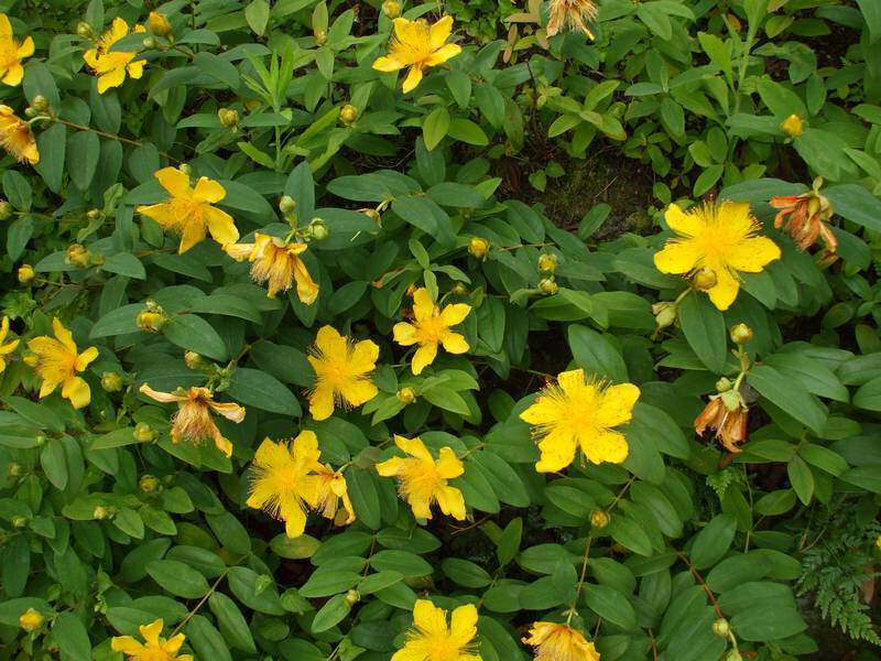 Millepertuis - HYPERICUM calycinum - Arbuste