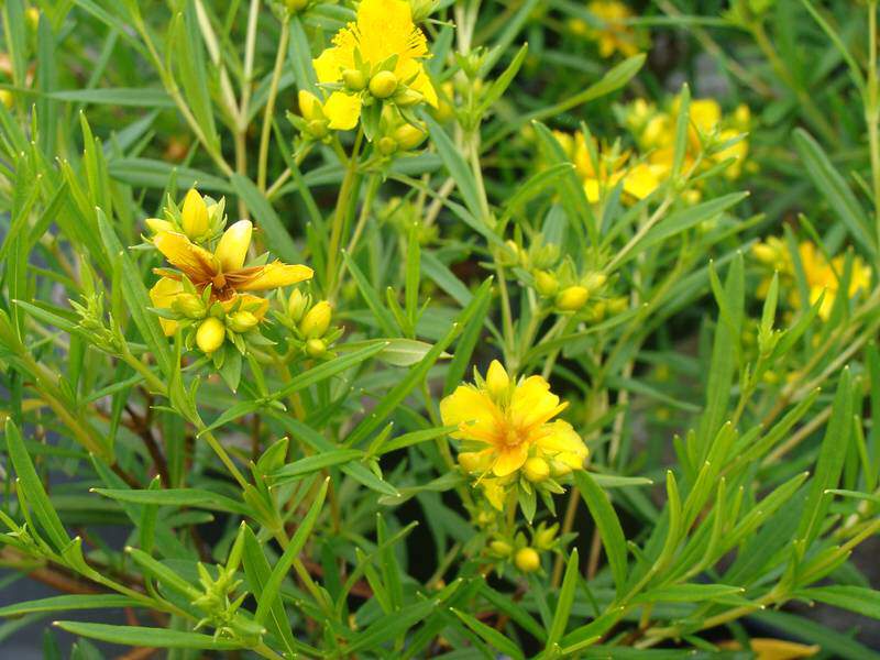 Millepertuis - HYPERICUM kalmianum 'Gemo' - Arbuste