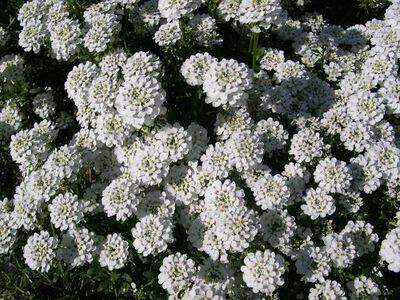 Thlaspi - IBERIS sempervirens 'Snowflake' - Vivace