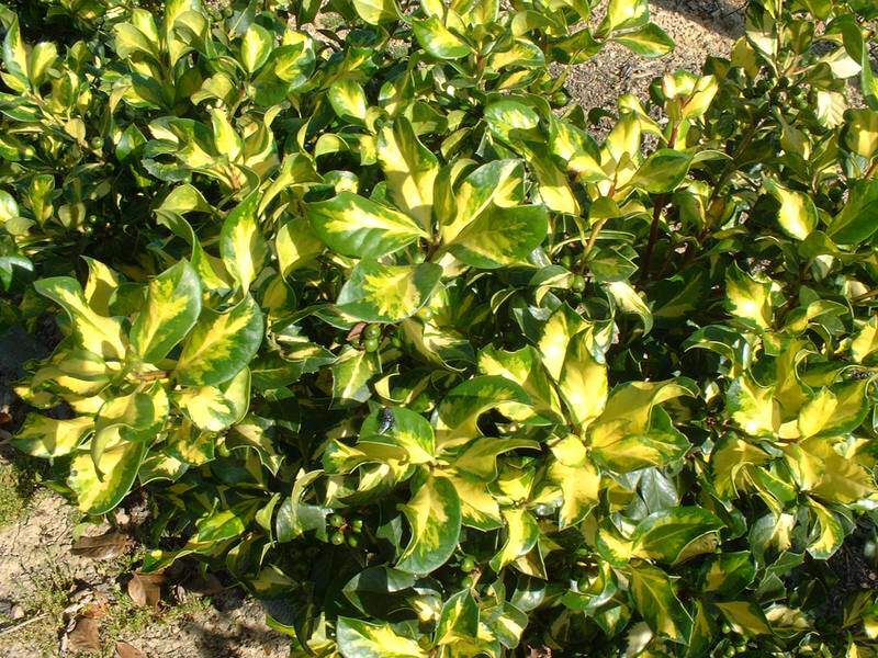 Houx - ILEX altaclerensis 'Ripley Gold' - Arbuste