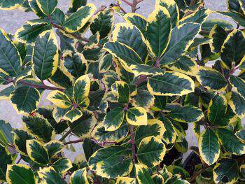 Houx - ILEX altaclerensis 'Golden King' - Arbuste