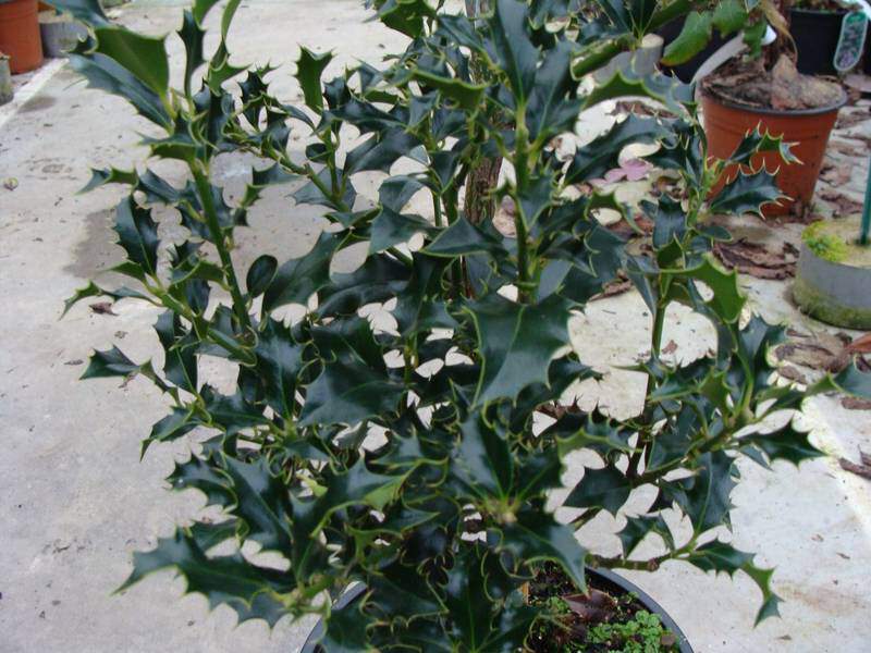 Houx - ILEX aquifolium - Arbuste