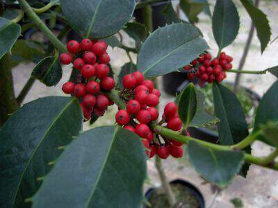 Houx à feuille de châtaigner - ILEX aquifolium 'Castaneifolia' - Arbuste