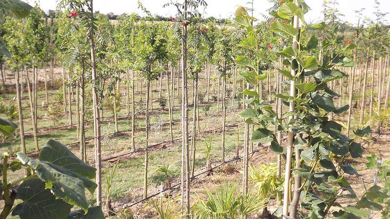 Culture pleine terre goutte à goutte