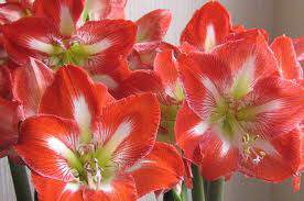 AMARYLLIS minerva