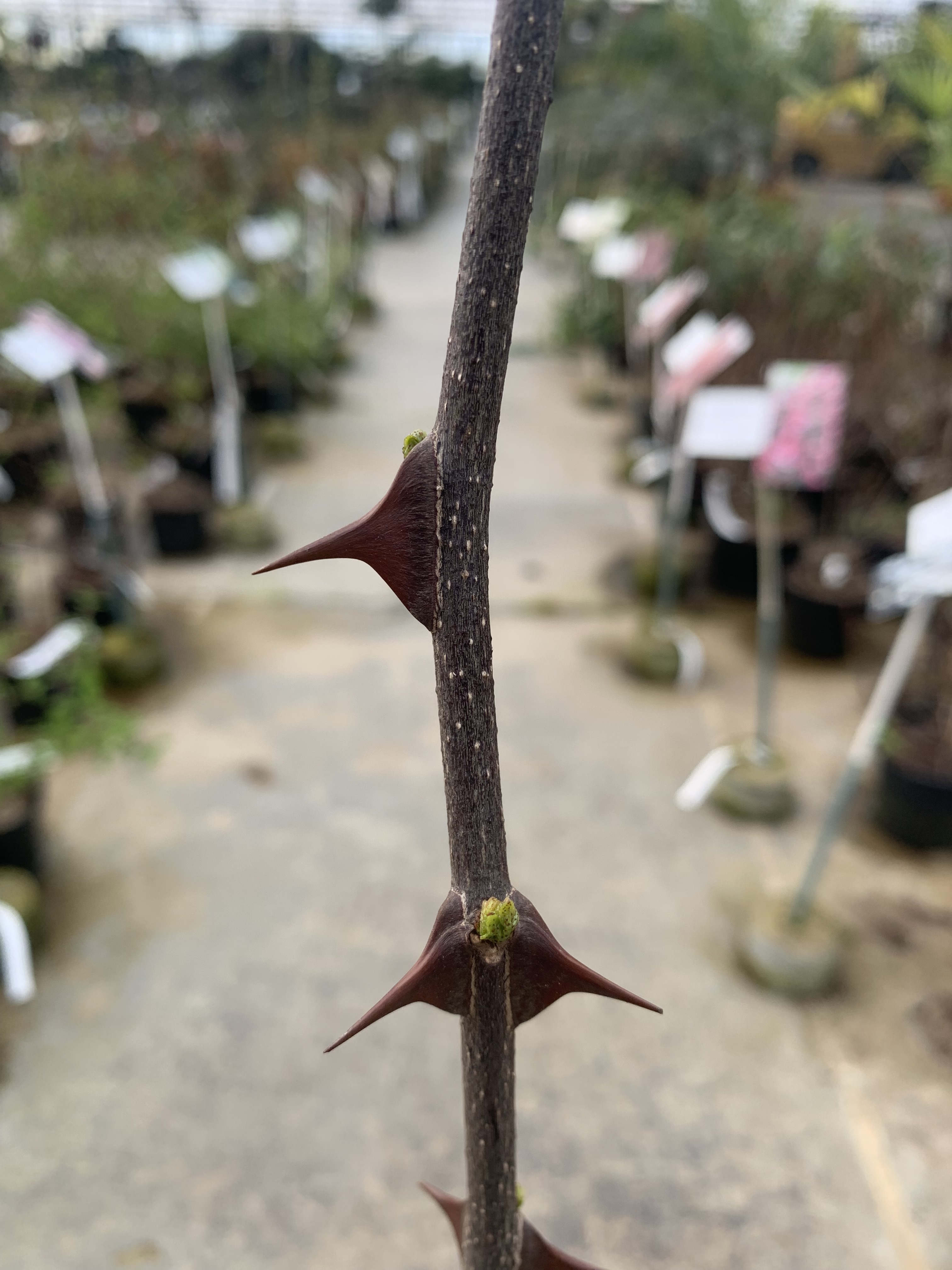 Poivrier du Sichuan - ZANTHOXYLUM piperitum - Arbuste