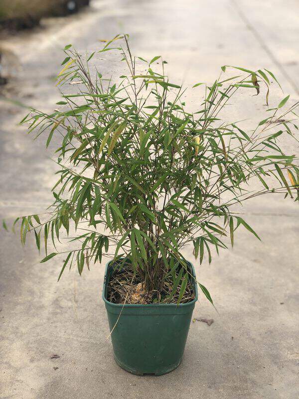 Bambou non traçant - BAMBOU FARGESIA angustissima - Bambou