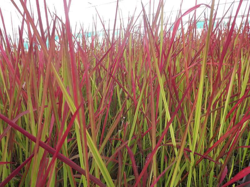Imperata - IMPERATA cylindrica 'Red Baron' - Graminées