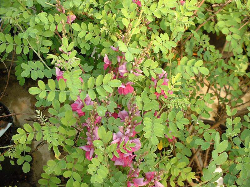 Indigo - INDIGOFERA gerardiana - Arbuste