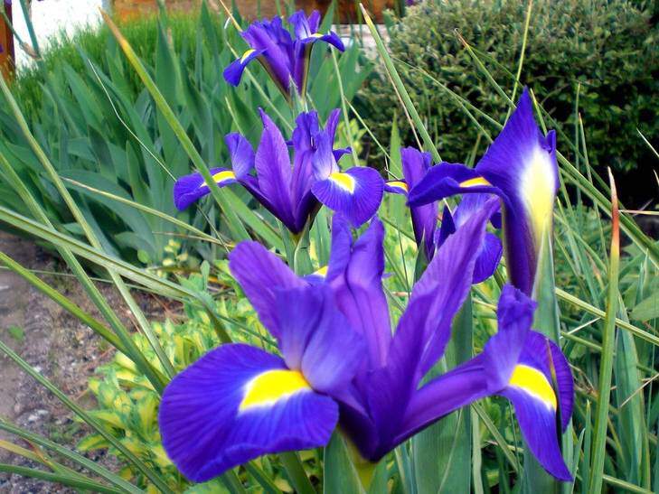 Iris de Hollande - IRIS hollandica Bleu - lot de 15 - Bulbe