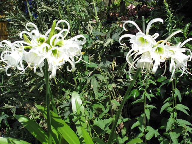 Ismène - ISMENE festalis - Hymenocallis - Bulbe