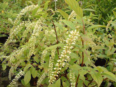 Itea - ITEA virginica 'Henry's Garnet' - Arbuste