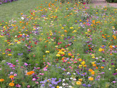 Jachère de fleurs