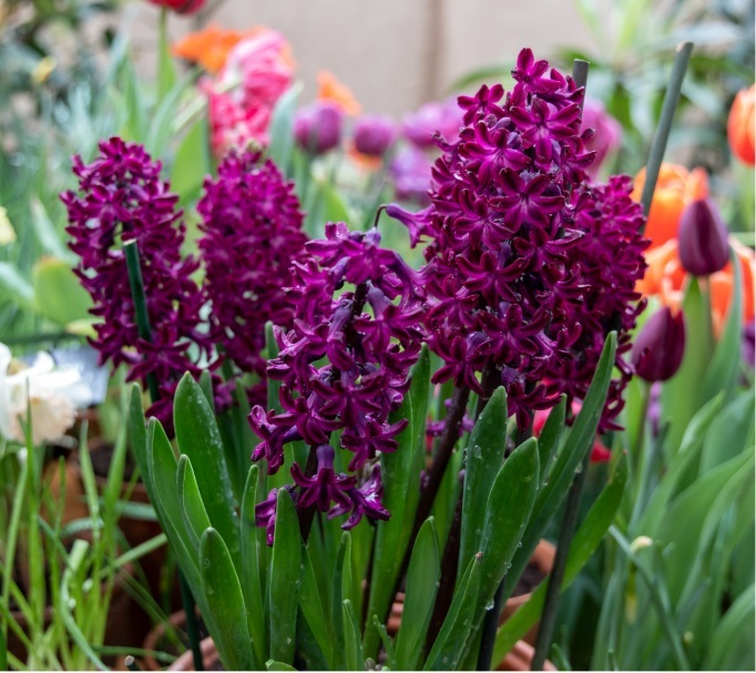 Jacinthe - JACINTHE  'Woodstock' -lot de 5 bulbes- - Bulbe