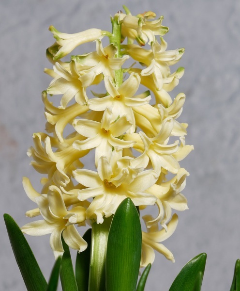 Jacinthe - JACINTHE  'Yellow Queen' - lot de 5 bulbes- - Bulbe