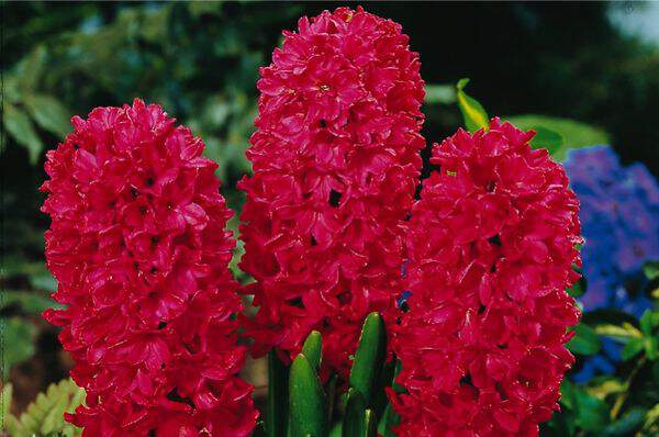 Jacinthe - JACINTHE  'Jan Bos' - lot de 5 bulbes- - Bulbe