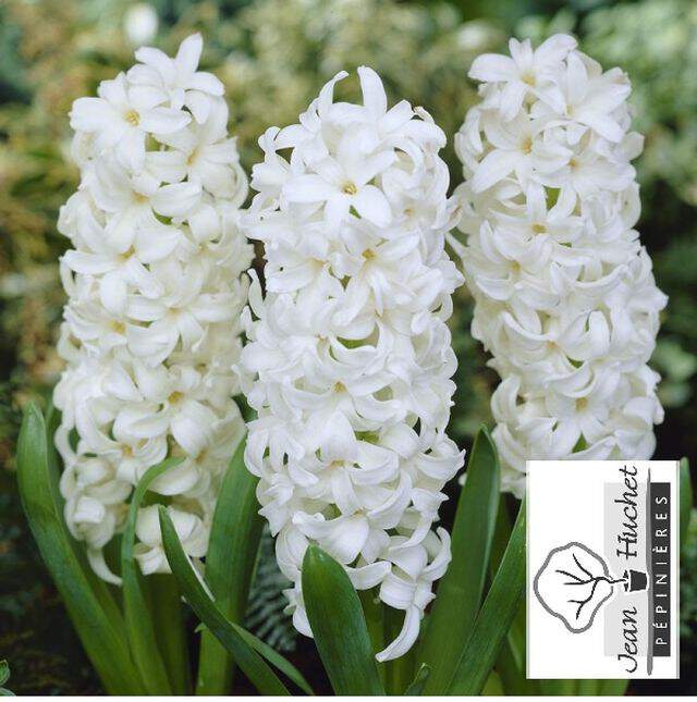 Jacinthe - JACINTHE  'Top White' -lot de 5 bulbes- - Bulbe