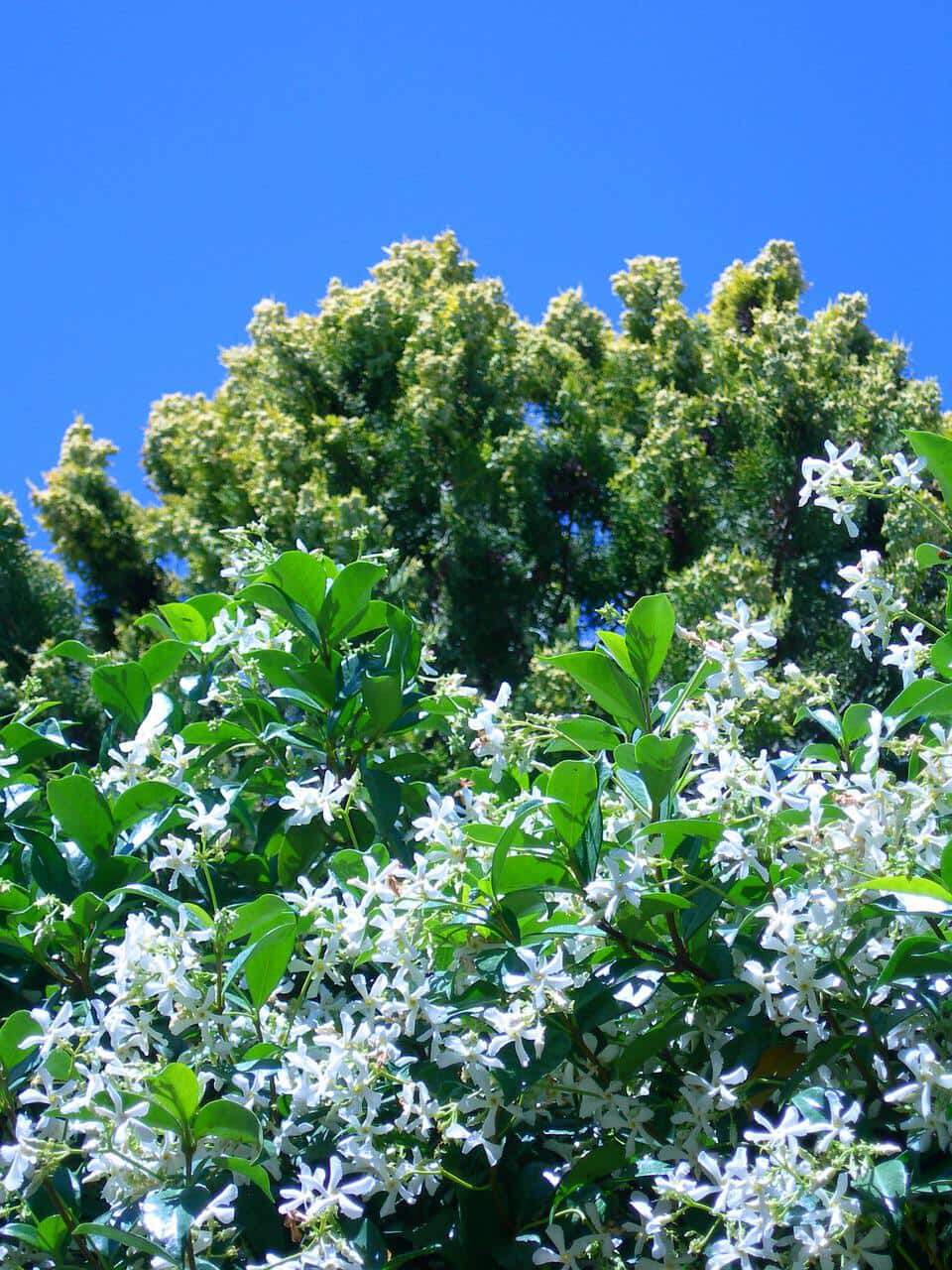 jasmin etoile secheresse-min