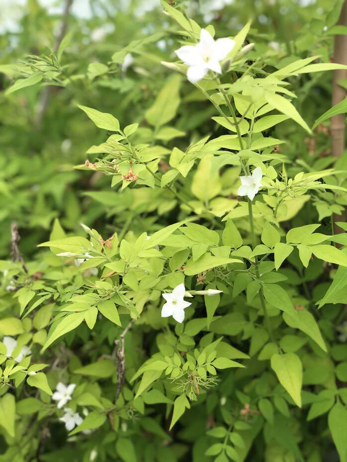 Jasmin - JASMINUM officinalis 'Aureum' - Plante grimpante