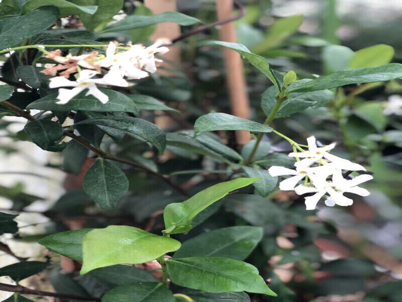 Jasmin - JASMINUM officinalis - Plante grimpante