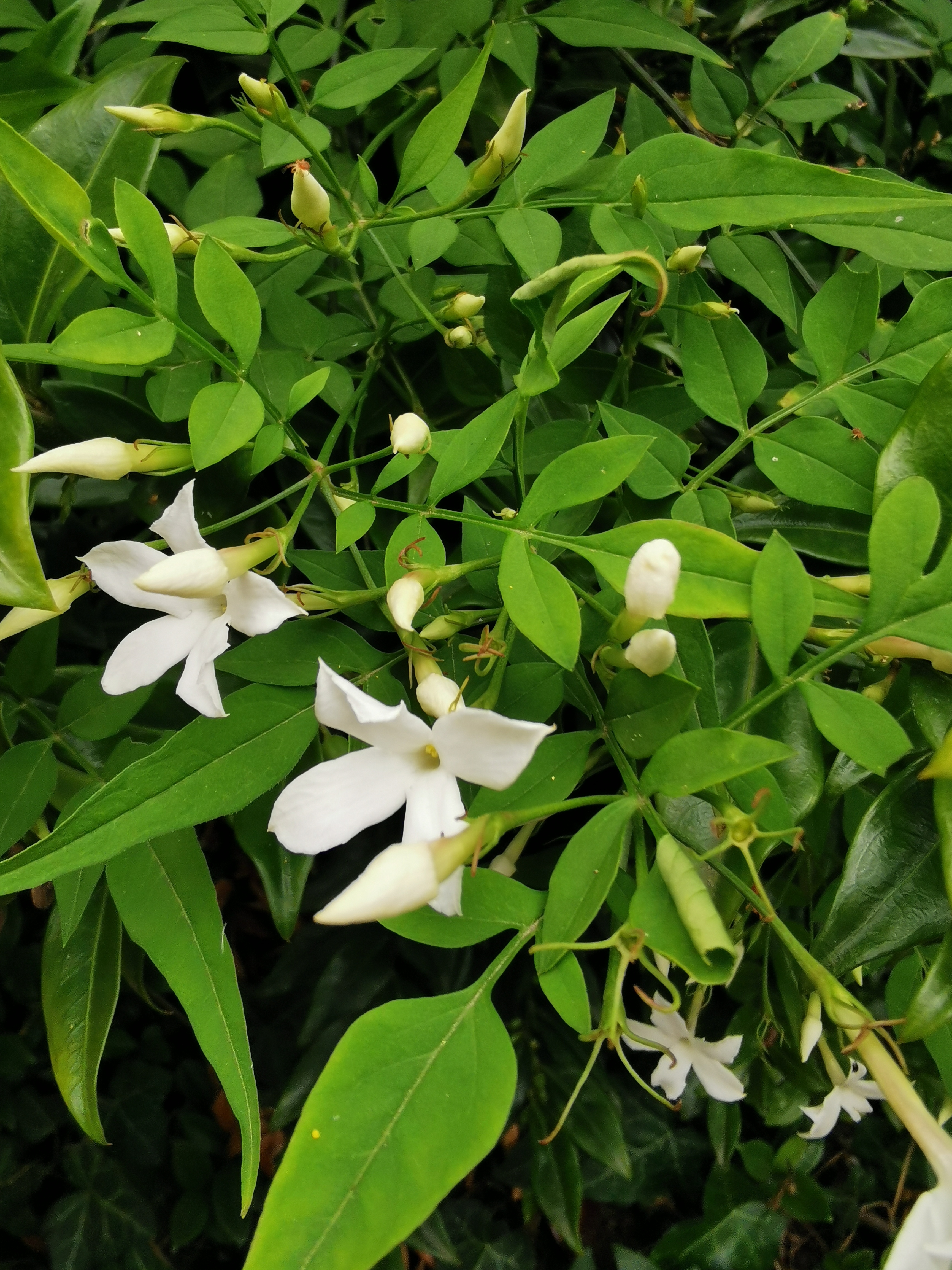 Jasmin - JASMINUM officinalis - Plante grimpante