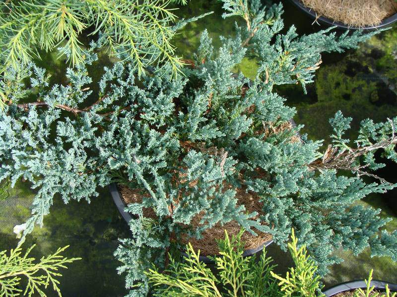 Genévrier - JUNIPERUS horizontalis Blue Chips - Conifère nain