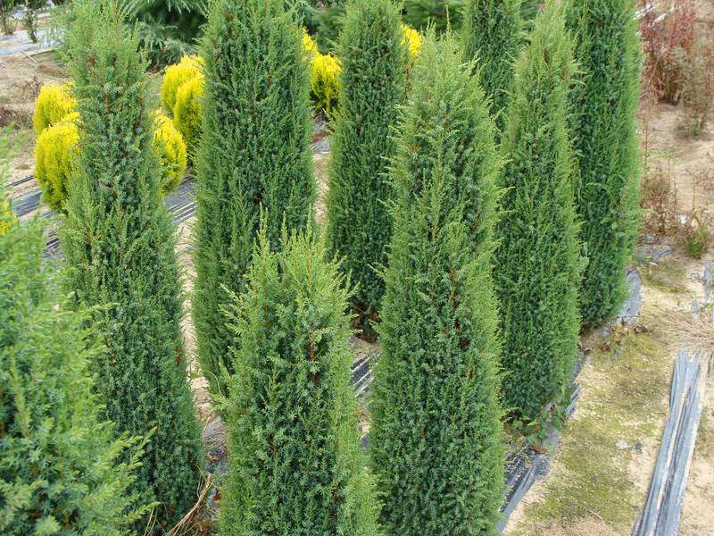 Genévrier - JUNIPERUS communis 'Compressa' - Conifère nain