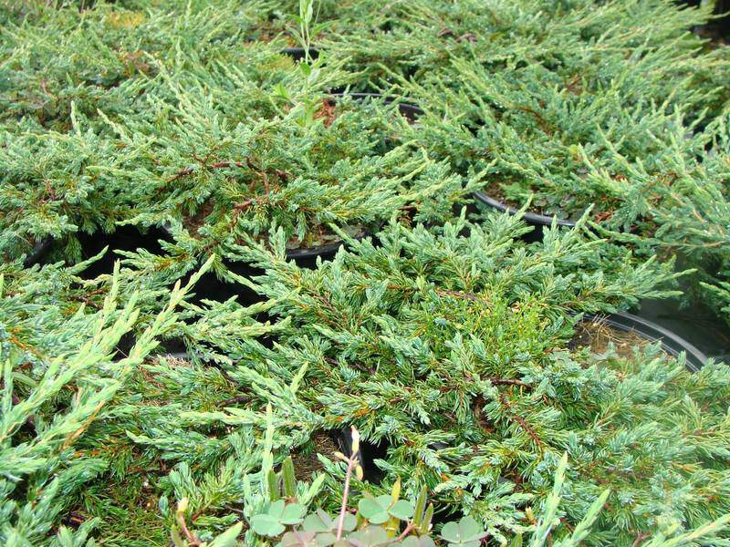 Genévrier - JUNIPERUS communis 'Repanda' - Conifère nain