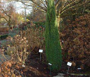 Genévrier - JUNIPERUS communis 'Sentinel' - Conifère nain