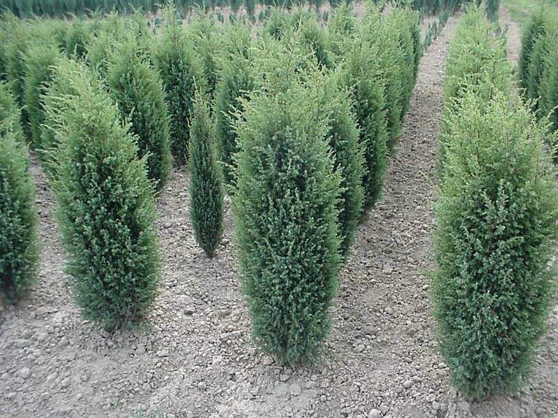 Genévrier - JUNIPERUS communis 'Hibernica' - Conifère