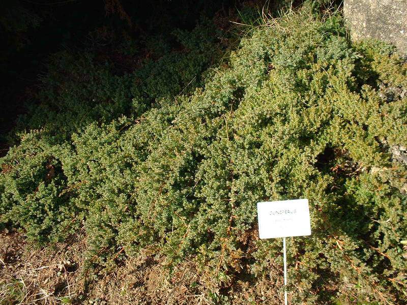 Genévrier - JUNIPERUS procumbens 'Nana' - Conifère nain