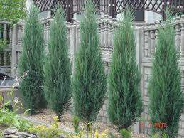 Genévrier - JUNIPERUS scolopulorum 'Blue Arrow' - Conifère