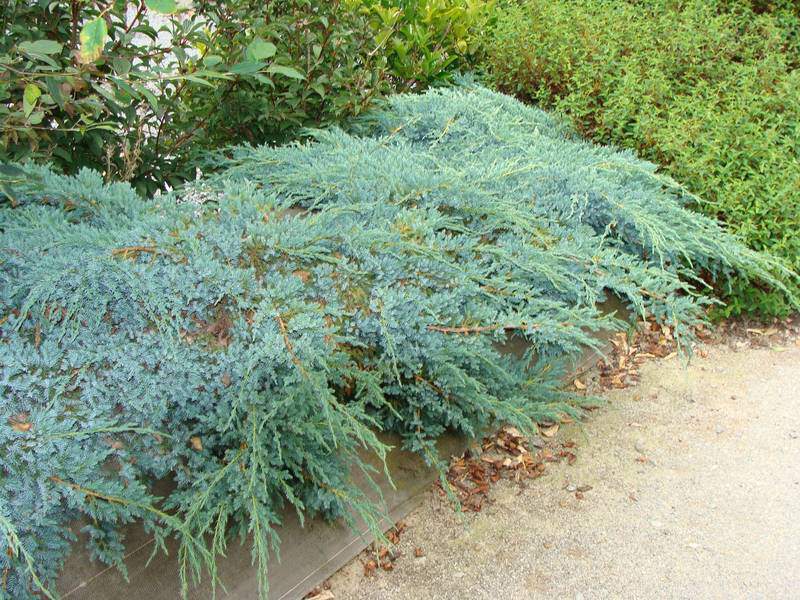 Genévrier - JUNIPERUS squamata 'Blue carpet' - Conifère nain