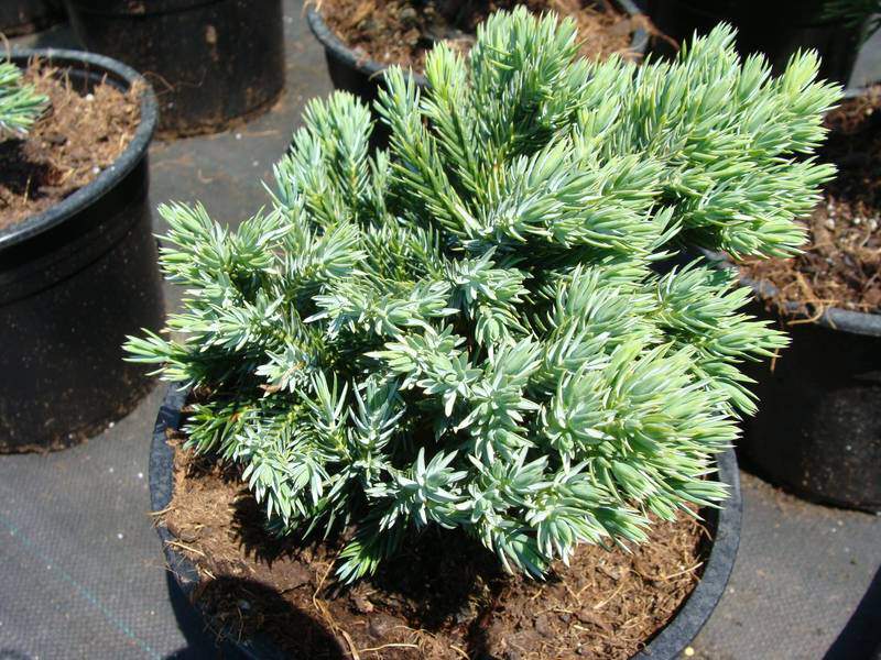 Genévrier - JUNIPERUS squamata 'Blue star' - Conifère nain