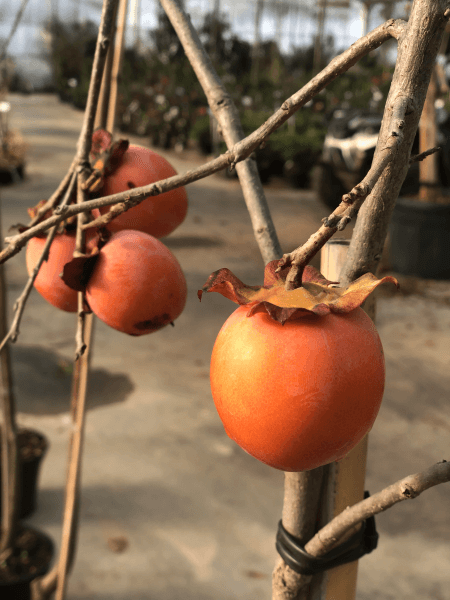 Plaqueminier / Diospyros kaki - KAKI 'Vaniglia' - Arbre fruitier