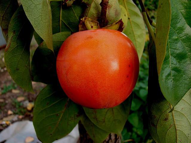 Plaqueminier / Diospyros kaki - KAKI 'Rojo brillante' - Arbre fruitier