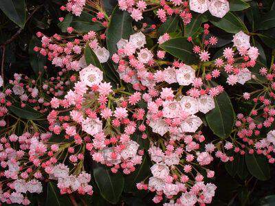 KALMIA Latifolia 2