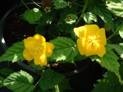 Corète - KERRIA japonica 'Golden guinea' - Arbuste