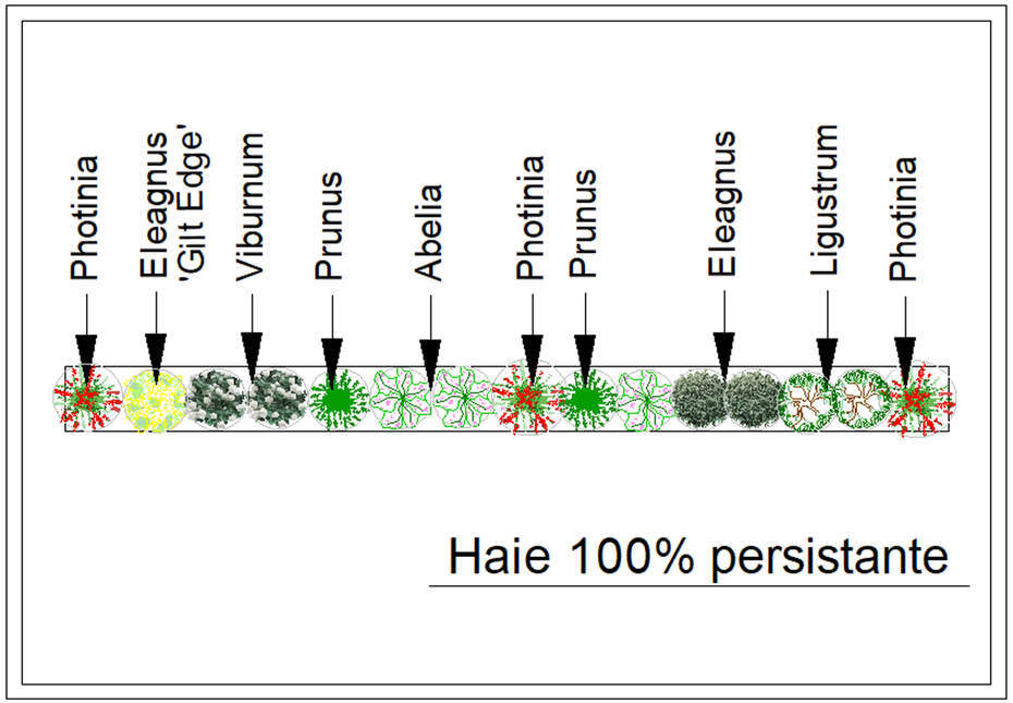  - Kit de haie : Haie 100% persistante - 15 plants - Kit haie