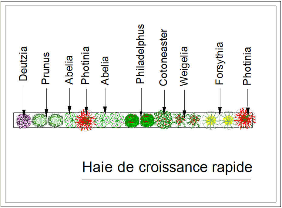  - Kit de haie : Haie croissance rapide - 15 plants - Kit haie