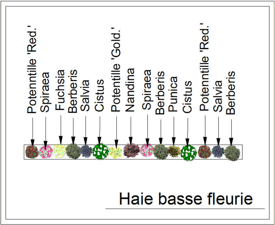  - Kit de haie : Haie basse fleurie - 15 plants - Kit haie basse