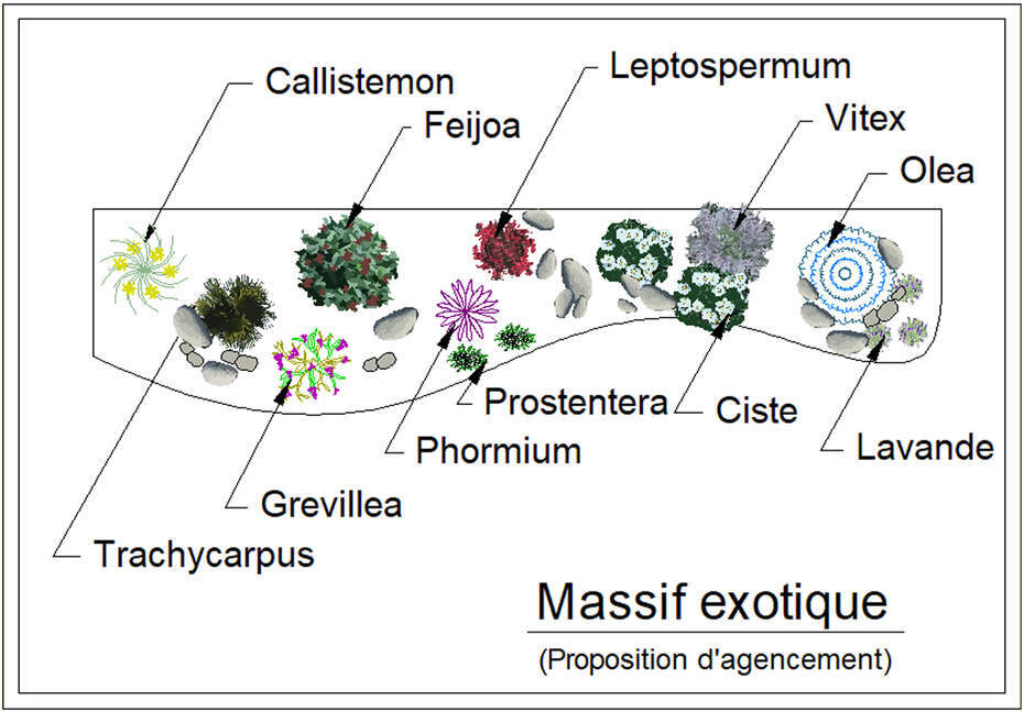  - Kit de massif : Massif exotique - 15 plants - Massifs