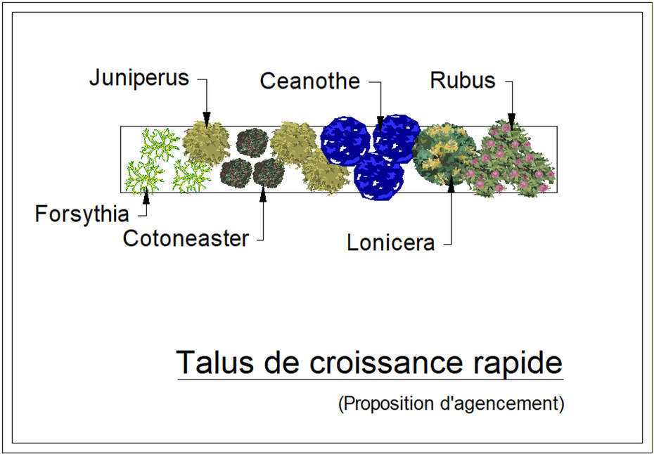  - Kit de talus : Développement rapide - 15 plants - Plante de talus