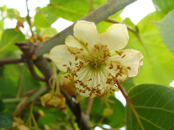 Actinidia deliciosa - KIWI mâle 'Tomuri' - Arbre fruitier