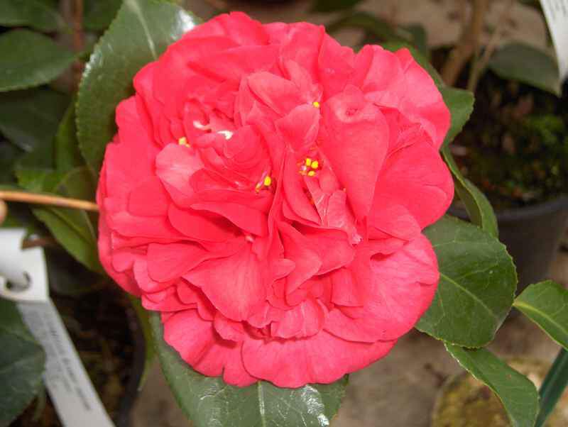 Camelia - CAMELLIA japonica 'Kramer's Supreme' - Terre de bruyère