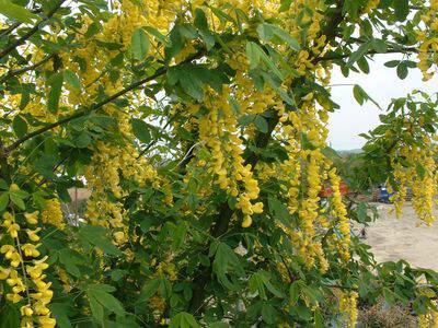 Cytise - LABURNUM watereri 'Vossii' - Petit arbre