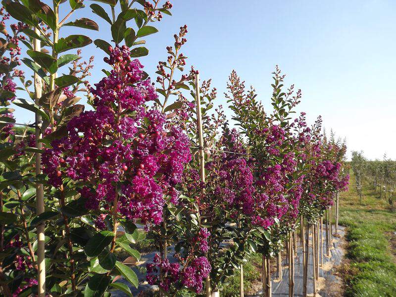 Lilas des indes - LAGERSTROEMIA indica 'Violet d'été' - Petit arbre