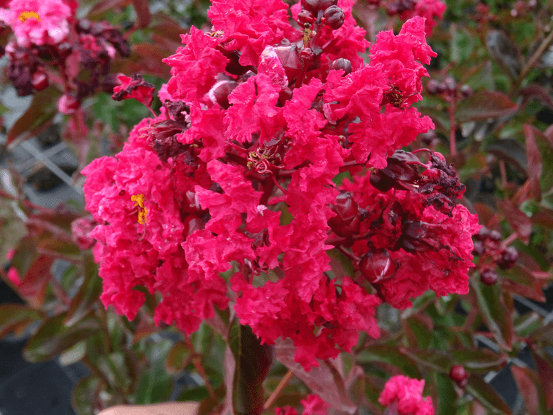 Lilas des indes - LAGERSTROEMIA indica 'Dynamite' - Petit arbre