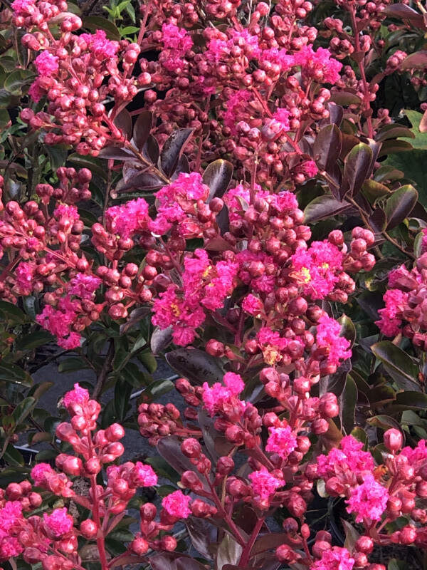 Lilas des Indes - LAGERSTROEMIA indica 'Fuchsia d'été' - Arbuste